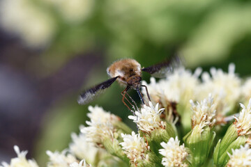 吸蜜するビロウドツリアブ（北海道・旭川市）
