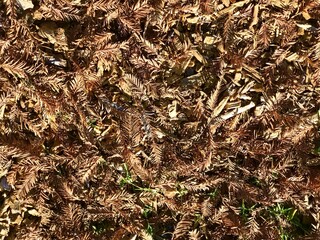 Dry brunches and grass on the ground, texture 