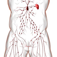 Human Lymph Nodes Anatomy For Medical Concept 3D Rendering