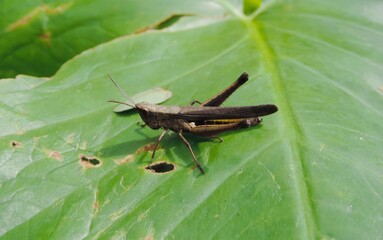 grasshopper on a leaf