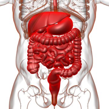 Human Digestive System Anatomy For Medical Concept 3D