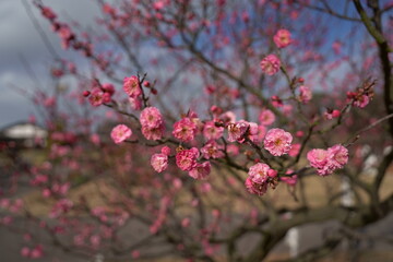 梅の花