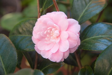 Blossom of camelia japonica, Uso Otome variety, light pink petal camelia
