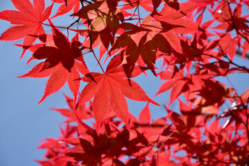 ノムラモミジ　紅葉