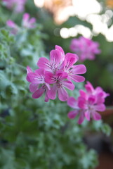 Scented-leaved pelargonium capitatum 