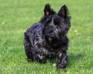 Scottie Dog