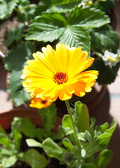 Calendula officialis plant with yellow - orange flower on ceramic background