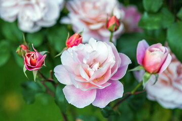 Distant Drums - pink floribunda roses bloom in the garden