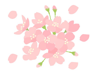 桜106　さくら　花