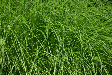 葉模様　自然の模様