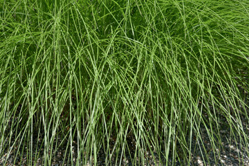 葉模様　自然の模様