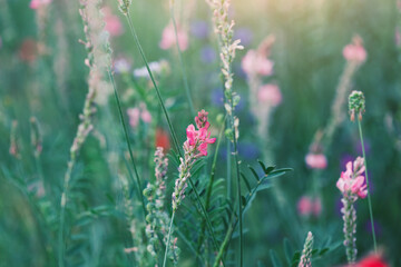 Fototapeta premium beautiful spring summer wild small flowers field, sunny meadow