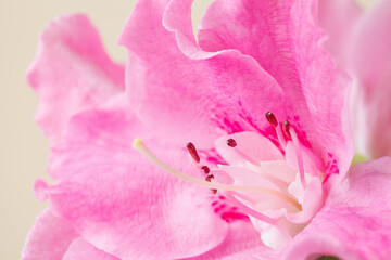 pastel pink macro flower background