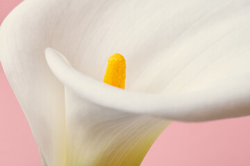 white macro calla flower on pastel pink background