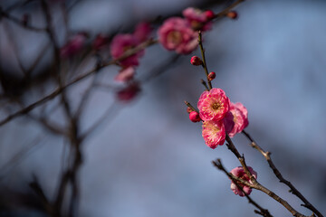 梅お花見