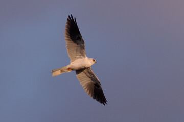 Close view of a white-tailed kite    flying, seen in the wild in North California 