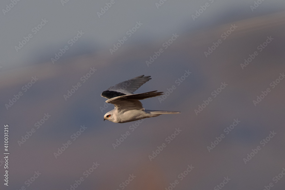 Canvas Prints Close view of a white-tailed kite    flying, seen in the wild in North California 