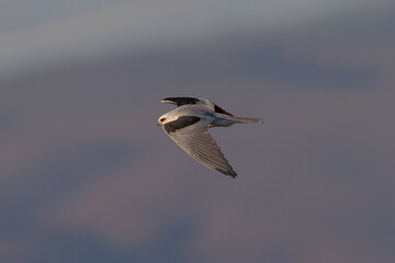 Close view of a white-tailed kite    flying, seen in the wild in North California 