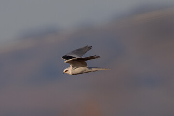 Close view of a white-tailed kite    flying, seen in the wild in North California 