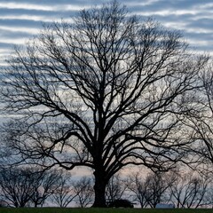 Obraz na płótnie Canvas tree in the morning