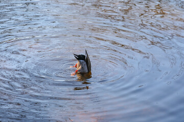 潜水するカモ