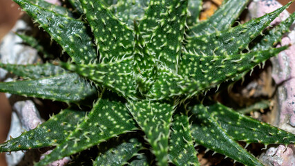 Detail of Haworthia leaved aloe. Beautiful desert plant