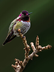 Naklejka premium Humming Bird on a Branch