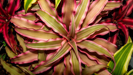 Beautiful Cryptanthus plants with with various color and pattern. attractive desert plant