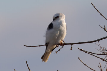 Close-up of a white-tailed kite perched in beautiful light, seen in North California 