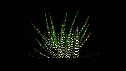 Isolated Hawortia zebra plant  on dark background. Beautiful desert plant