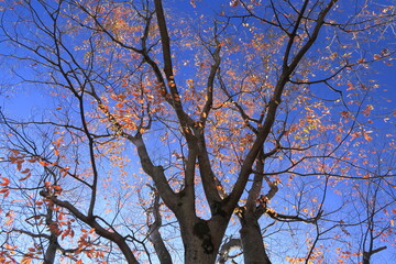 初冬の黄葉の枯れ葉をつけた公園の欅