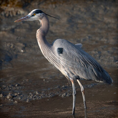Great blue heron, seen in the wild in North California 