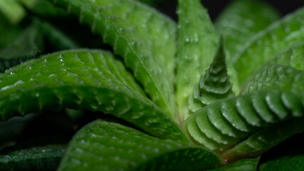 Closeup of  Haworthia limifolia. Beautiful desert plant