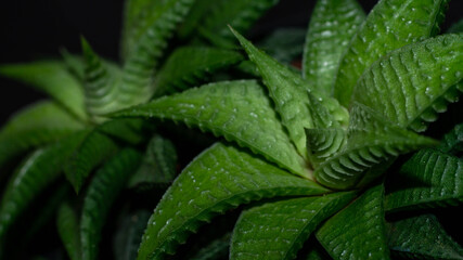 Closeup of  Haworthia limifolia. Beautiful desert plant