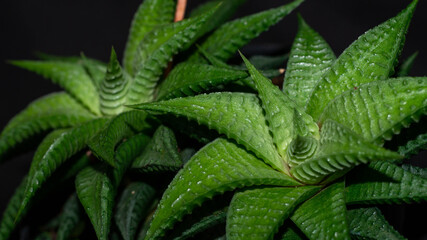 Closeup of  Haworthia limifolia. Beautiful desert plant