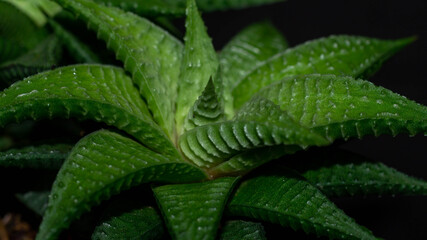 Closeup of  Haworthia limifolia. Beautiful desert plant