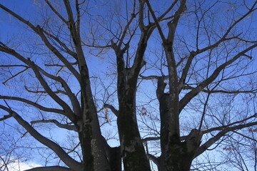 冬の枯れ木の欅と青空