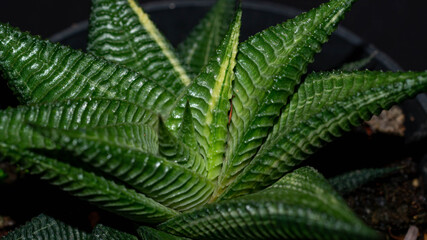 Fototapeta na wymiar Closeup of Haworthia limifolia. Beautiful desert plant