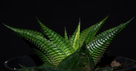 Closeup of  Haworthia limifolia. Beautiful desert plant