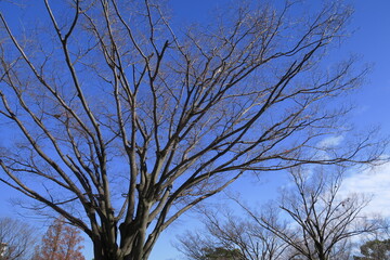 晩秋の欅の枯れ木と青空