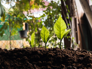 seedling in the ground