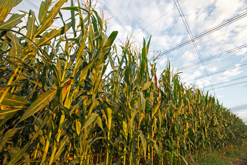 Corn Field