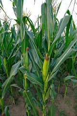 Obraz premium Corn Field