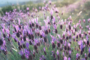 Lavandula pedunculata, spaniswh, french Lavender, Butterfly lavender, Lavandula stoechas, evening light, rural landscape with aromatic herbs, Lavandula luisieri