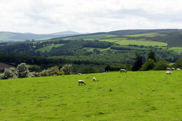 Fototapeta na wymiar Landscape with sheep grazing on a green meadow.Ireland.