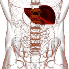 Obraz na płótnie Canvas Liver 3D Illustration Human Digestive System Anatomy