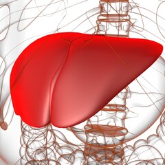 Liver 3D Illustration Human Digestive System Anatomy