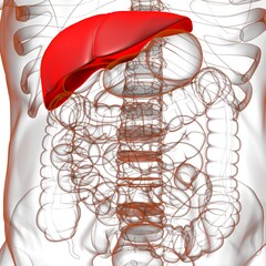 Liver 3D Illustration Human Digestive System Anatomy