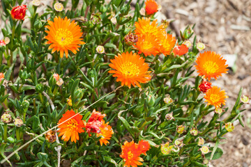 Beautiful wild flowers in a natural environment.