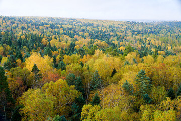 The beautiful autumn forests landscape of Lesser Khingan Mountains of China.